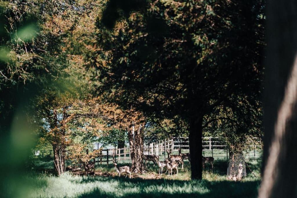 The Dower House At Parnham Park Villa บีอามินสเตอร์ ภายนอก รูปภาพ